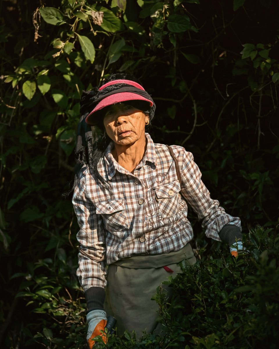 Chillies harvested on a Himalayan hill farm