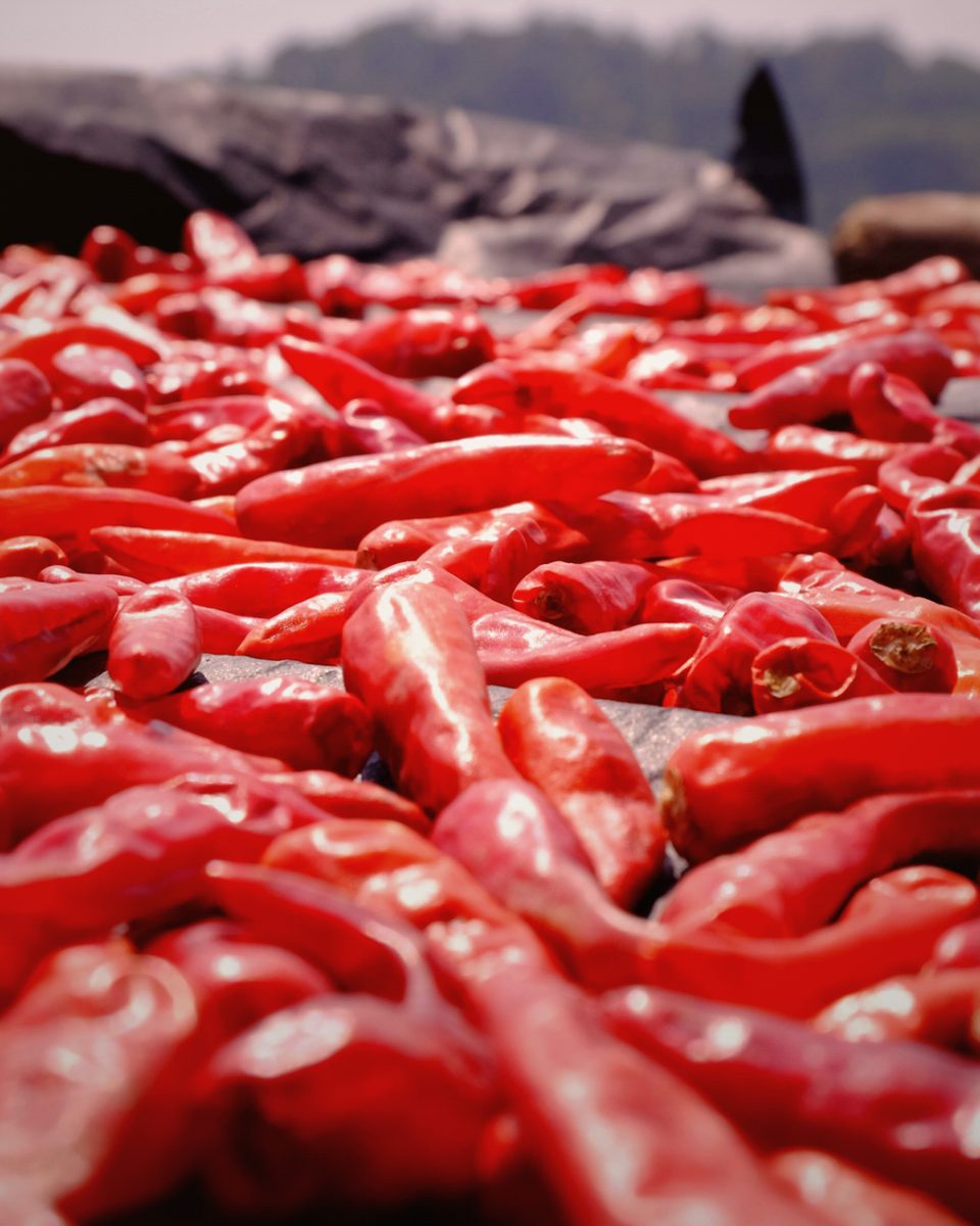 Chillies sun-curing on woven trays